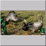 Anas platyrhynchos - Laufente 01.jpg